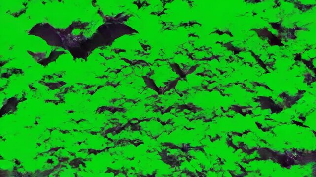 Swarm of Bats Flying Towards Camera - Green Screen - A flock of black bats flies directly towards the camera against a bright green screen background.