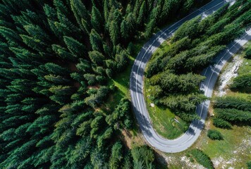 Winding road through dense forest. Aerial view