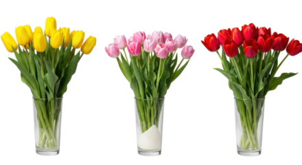 Three distinct bouquets of vibrant yellow, soft pink, and rich red tulips with green stems, floating against a transparent studio background with copy space. Concept of natural beauty and new