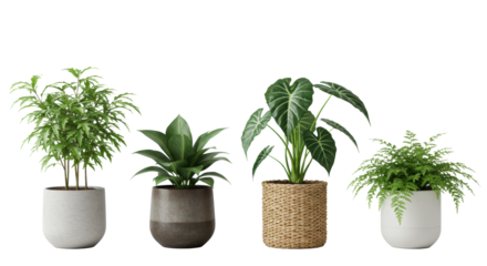 Four distinct, healthy indoor potted plants in modern neutral pots on a transparent background with copy space, showcasing natural growth and sustainable living