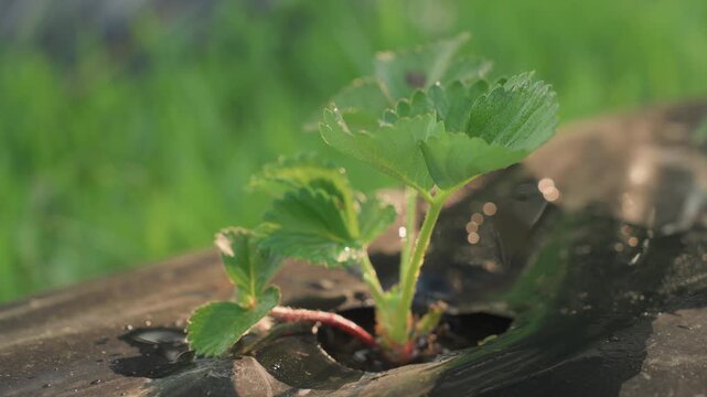 close up of watered strawberry seedling with glistening droplets on leaves and stem, blurred background revealing small insect crawling on black mulch film