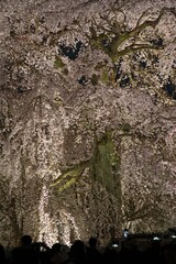 桜のライトアップと観光客