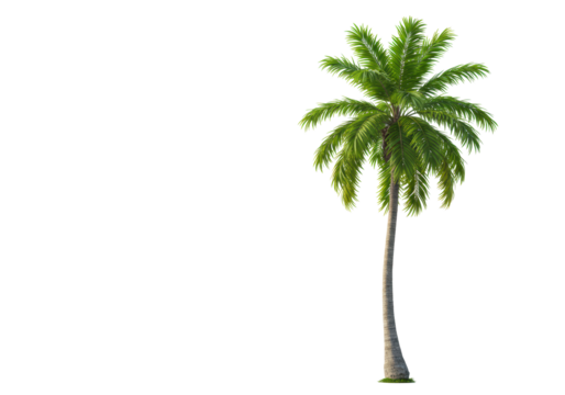 A mature coconut palm tree with a robust curved trunk and vibrant green fronds, on a clean, soft sky blue gradient background, sharp focus. Concept of sustainable development