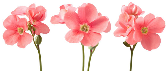 Obraz premium Pink Flowers Isolated on Transparent Background in Detailed Close-Up View Showcasing Petals and Stems