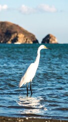 A white bird wades in shallow, clear ocean water near a distant shoreline