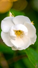 Obraz premium White rose blossom closeup