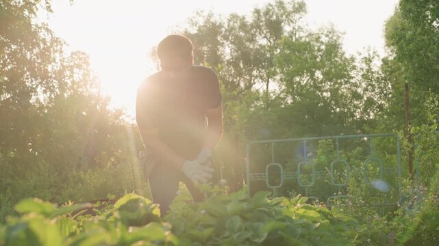 golden backlit farmland scene showing gardener bending over strawberry patch under glowing sunset as he brushes soil debris from gloves while inspecting rows of thriving plants