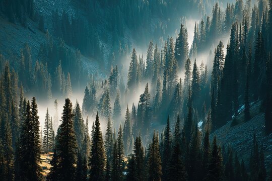 Misty mountain valley with dense pine forest - Powered by Adobe