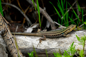 Peloponnes-Mauereidechse // Peloponnese wall lizard  (Podarcis peloponnesiacus) - Kaiafa-See, Peloponnes, Griechenland