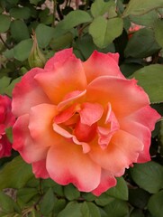 Coral rose, Australia