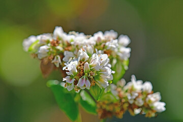 buckwheat, flower in summer in Germany