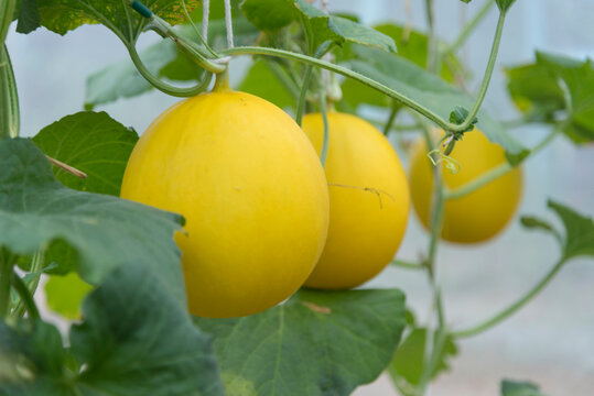 Closeup to Fresh golden melon in greenhouse of farm