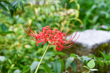 ヒガンバナ　Spider Lily