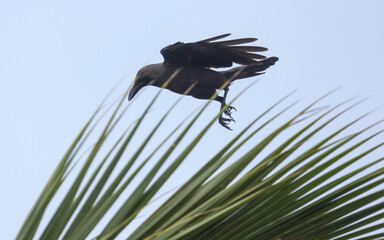 A bird is flying through a bunch of green leaves