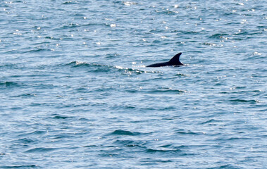 Fototapeta premium A dolphin is swimming in the ocean
