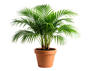 Obraz premium Palm plant in pot isolated on transparent background png