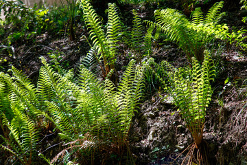A bunch of green plants with leaves on the ground