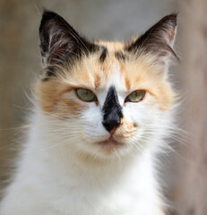 A calico cat with a green eye stares at the camera
