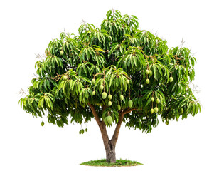 Mango tree with fruits isolated on transparent background png