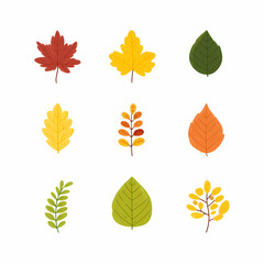 Obraz premium Assortment of Fall Leaves: A colorful display of various leaf shapes and autumnal colors isolated on a white background