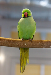 A green parrot is perched on a branch