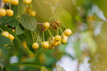A tree with many yellow cherries on it