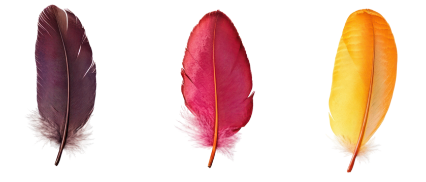 Three Colorful Feathers Isolated on Transparent Background Showcasing Red Orange and Purple Hues with Delicate Textures and Natural Details - Powered by Adobe