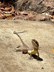 Close-up of a lizard basking on a sunlit rock in its natural habitat, showcasing detailed textures of scales and earthy tones. Perfect wildlife and nature stock photo with high visual impact.