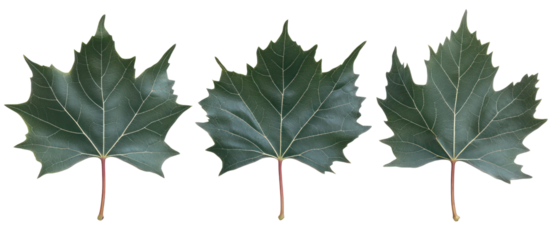 Three Green Maple Leaves With White Spots Isolated On Transparent Background