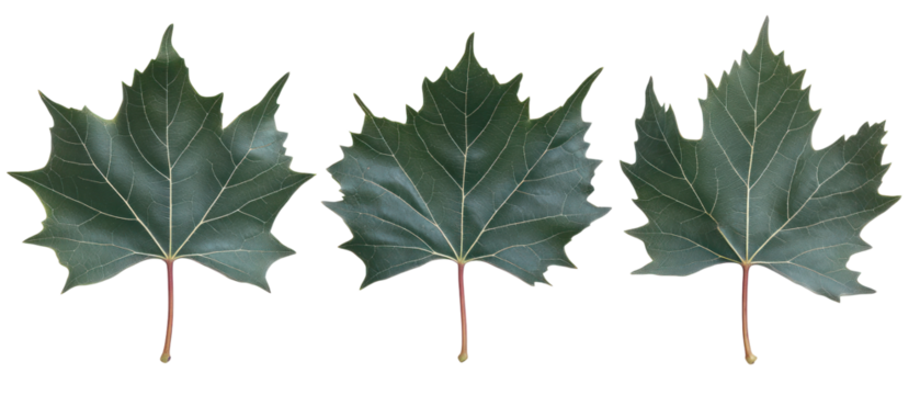 Three Green Maple Leaves With White Spots Isolated On Transparent Background