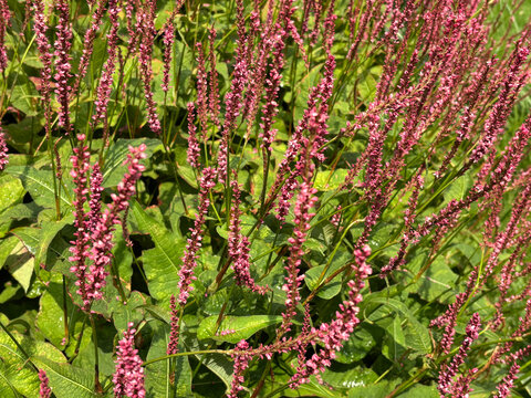 Dark pink flowers of Bistorta amplexicaulis or Persicaria amplexicaulis