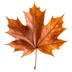 Fototapeta premium Isolated Brown Maple Leaf Floating on Transparent Background