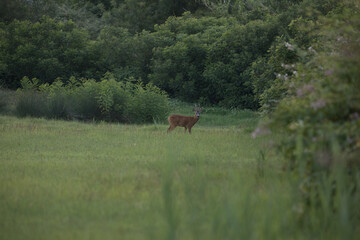 giovane capriolo maschio in mezzo ad un campo, circondato da alberi e da cespugli pieni di foglie verdi, al tramonto, in estate