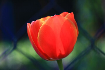 tulpen