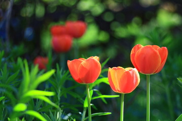 tulpen