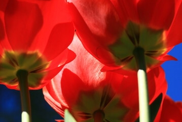tulpen