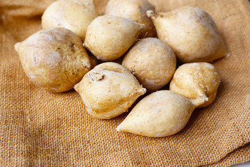 Mexican turnip or jicama or yam bean