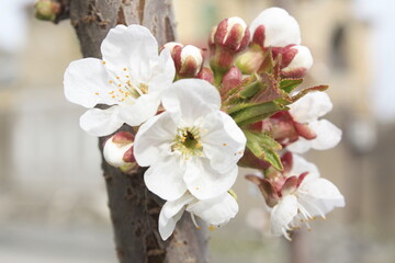 cherry tree blossom