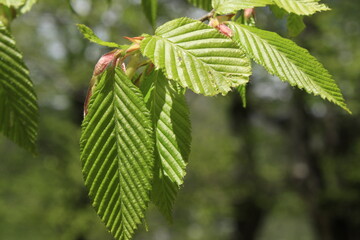 close up of green leaves