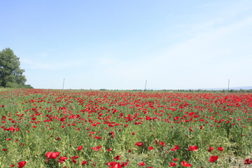 field of poppies