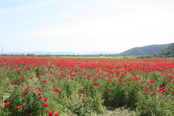 Obraz premium field of poppies
