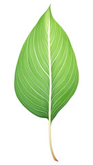 Obraz premium PNG peace lily leaf, plant element, transparent background