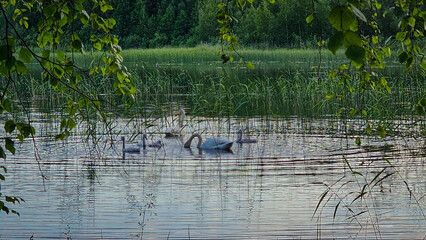 swans in the lake or pond