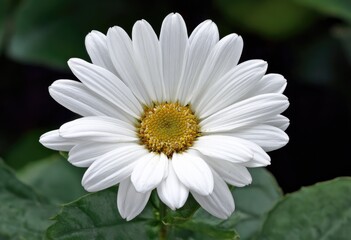 Obraz premium Close-up of a pristine white daisy