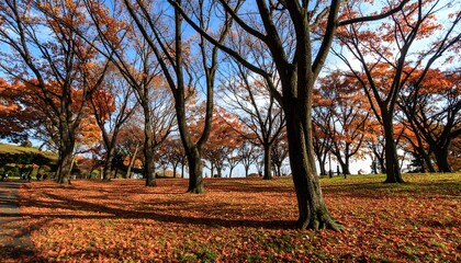 Naklejka premium Autumnal Park Scene Trees with Orange Leaves and Fallen Foliage.