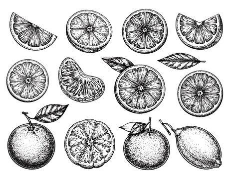 Hand-drawn citrus fruit slices and whole fruits
