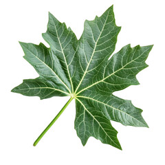 Papaya leaves isolated white background