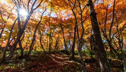 Naklejka premium Sunburst Illuminates Autumn Forest Canopy with Vibrant Orange and Yellow Foliage.