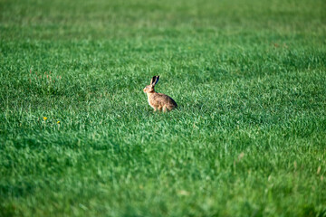 hare sitting in the grass at sunset