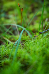 green moss on the ground